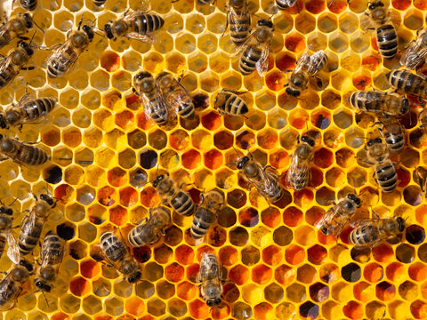 Flower pollen, nectar and honey in comb.