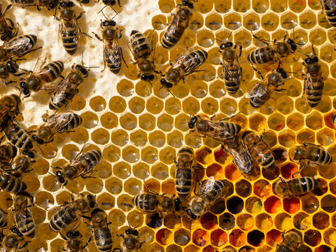 Flower pollen, nectar and honey in comb. Color harmony.