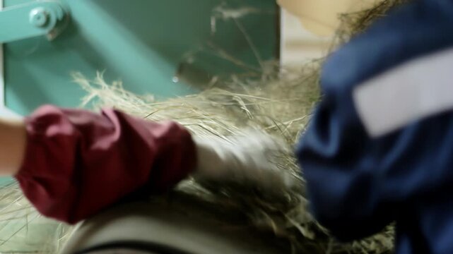 Workers processing flax fiber machine close up. Handheld old textile mill labor.