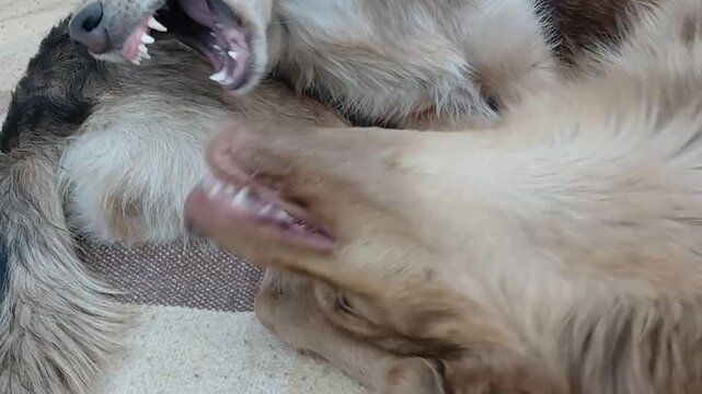 Two ginger dogs bite each other playfully, at each other and show their teeth viciously.