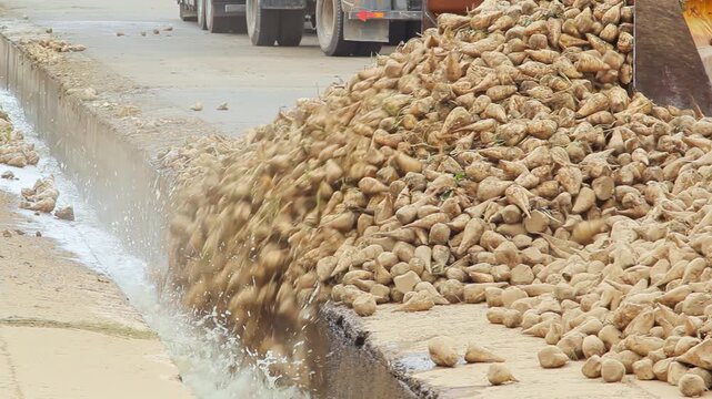Loader pushing beets water flume. Sugar factory crop harvest processing yard.