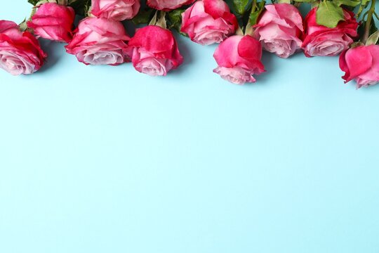 Beautiful bouquet of pink roses on pastel blue background, copy space