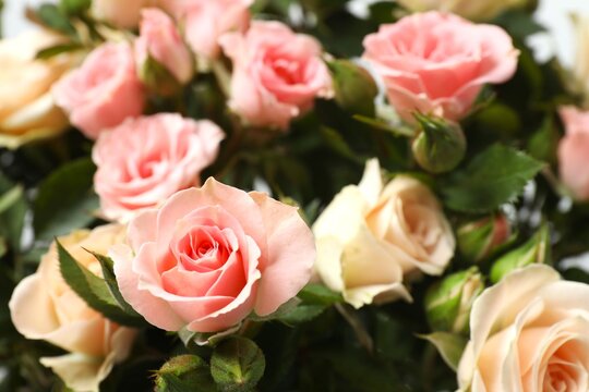 Beautiful bouquet of roses, floral background