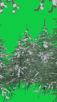 Vertical video: On play conifer sprig staying still on transparent bg with snow clumps for overlay