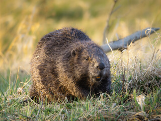 Eurasian beaver (Castor fiber) sitting on grass bank showing orange incisors in soft golden light, wildlife photography. © Piotr