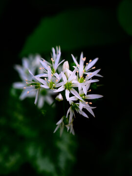 White garlic flower on dark background 