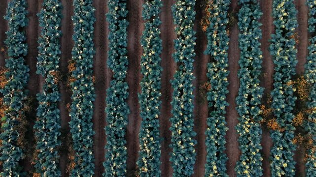 Aerial top-down forward drone video along the rows of a broccoli crop at sunset.