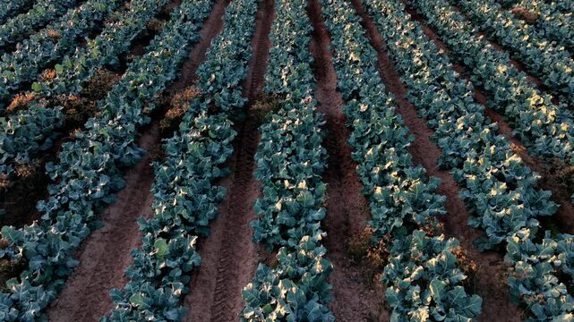Aerial reveal drone video with tilt up movement over rows of a broccoli crop towards the horizon at sunset.