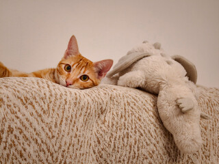 Orange cat © ChuYuan Photography