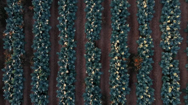Aerial descending top-down drone video over rows of broccoli crop at sunset.