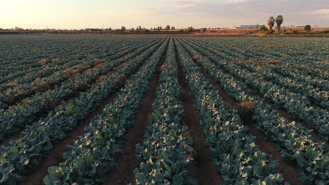 Aerial forward drone video along the rows of a broccoli crop with drip irrigation at sunset.