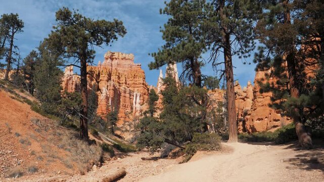 Pine trees framing towering red rock hoodoo formations along a sandy trail in bryce canyon national park, tilting up toward the blue sky during a sunny day
