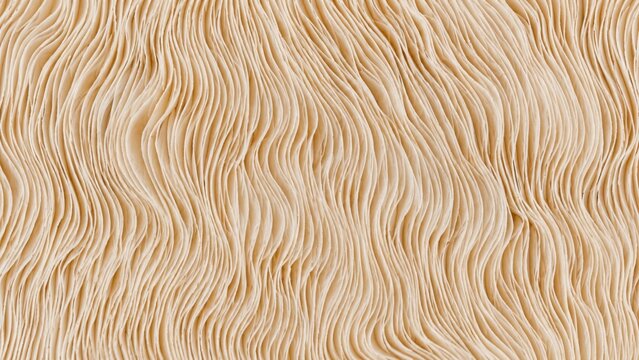 Ivory mushroom gill texture with fine flowing parallel folds
