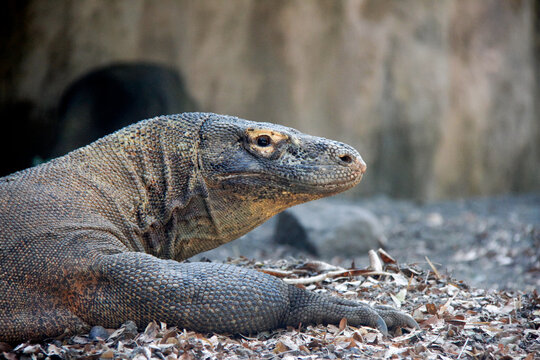 Komodo dragon head portrait, Varanus komodoensis, Bali, Indonesia