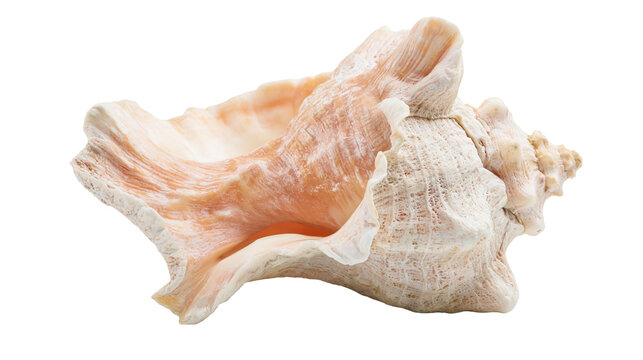 Isolated elegant large conch shell with intricate textures and natural colors from the ocean.