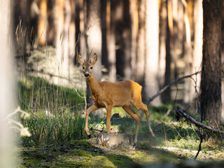Roe deer (Capreolus capreolus) walking alertly through a sunny pine forest, wildlife photography.    © Piotr