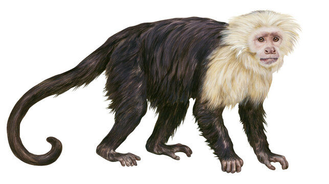 Isolated white-faced capuchin monkey standing on all fours, looking forward attentively, full body portrait