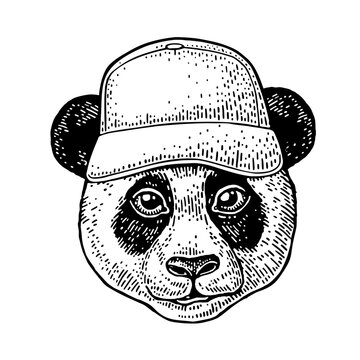 Panda head wearing baseball cap hand drawn vintage engraving style isolated on white background. Black and white vector clip art illustration of cool giant bear