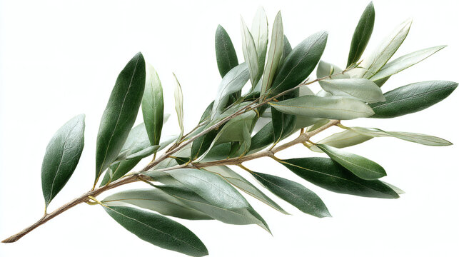  olive branch with narrow silvery-green leaves, isolated on a completely white background