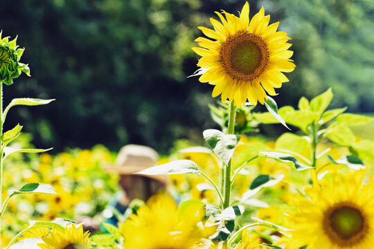 Tall Sunflower Field