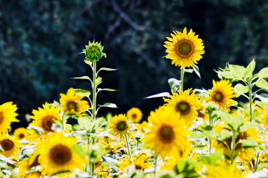 Two Sunflowers Rise Above