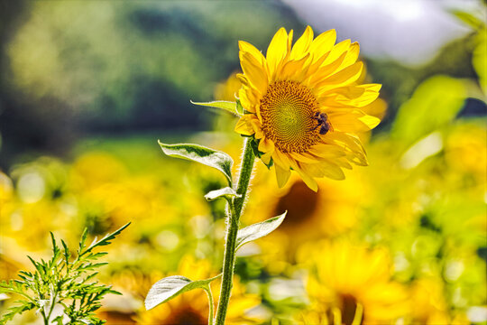 Bee on Sunflower
