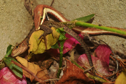 Serpiente comiendo lagartija