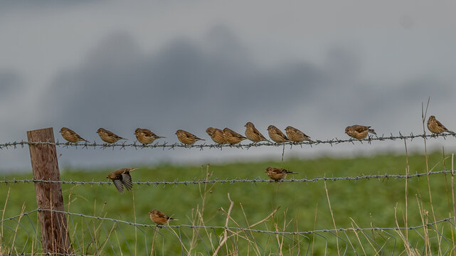 Barbed wire fence with a parcel (collective noun) of linnets. Wild bird that is relatively rare in the UK but favours chalk downland in Wiltshire.