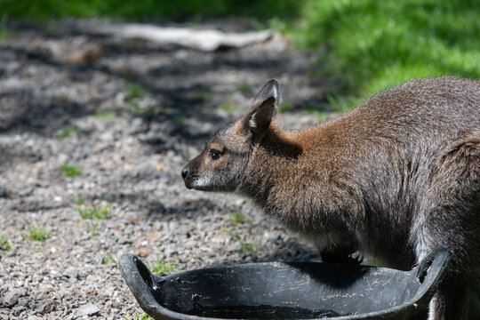 Close up of a red necked wallaby (notamacropus rufogriseus)