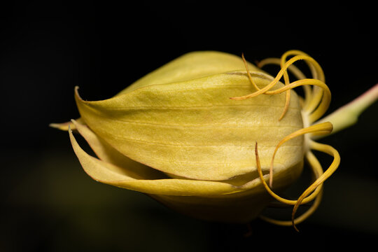 Close-up of a scarlet hibiscus (Hibiscus coccineus) bud, which glows green against a dark background.