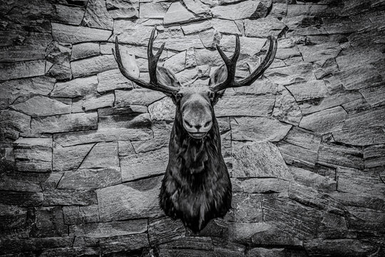 Black and white photo of a taxidermy moose head on a rustic stone wall at Killarney Mountain Lodge in Ontario.