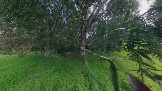 A detailed view of an Kauri tree branch in a peaceful park in Cornwall Park, Auckland, New Zealand, showcasing the lush green grass and natural forest foliage.