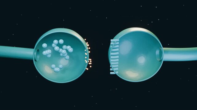 A synapse transfers messenger particles between nerve terminals