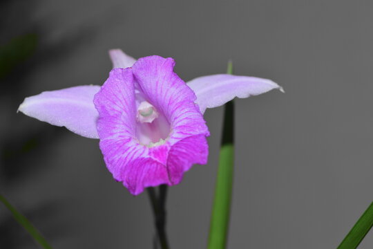 orqu&iacute;dea terrestre