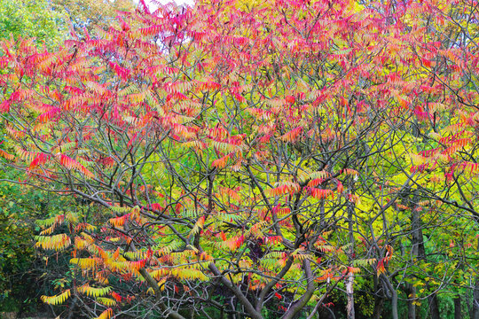 a view of trees and shrubs in a park covered in the colors of autumn