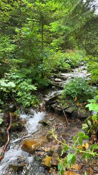 Small Forest Stream Flowing Over Mossy Rocks