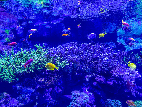 Vibrant underwater view of a thriving marine aquarium with a colorful coral reef and exotic tropical fish swimming in deep blue lighting. A stunning display of aquatic biodiversity and marine life