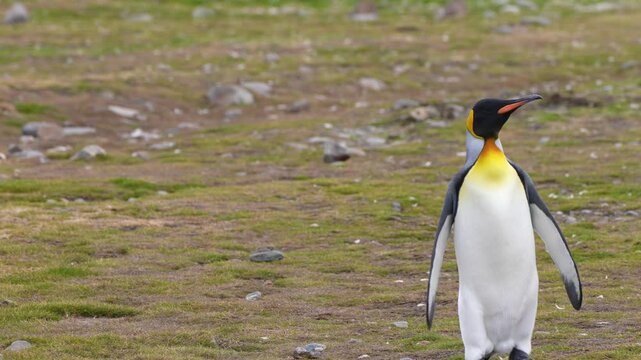 A king penguin approaches across stony grassland in South Georgia, taking short upright steps and turning its head from side to side while its flippers hang beside its body against green vegetation.