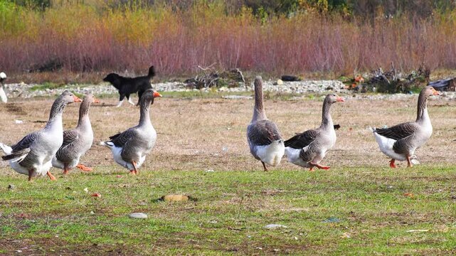 Free-ranging domestic geese graze on a pasture in autumn as two horses pass through the frame, chased by farm dogs.