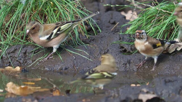 Chaffinch and European goldfinch drinking at a forest stream, Fringilla coelebs, Carduelis carduelis