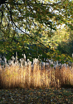 Golden autumn grasses and colorful leaves illuminated by sunlight in a peaceful natural landscape