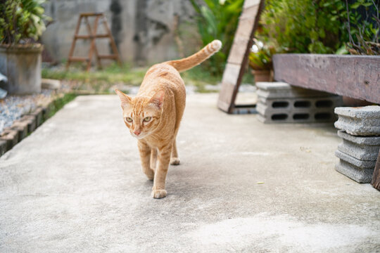 Cute ginger cat sitting on an outdoor concrete ground,  looking at something to the side. Natural light outdoor scene with concrete bricks and wooden background.