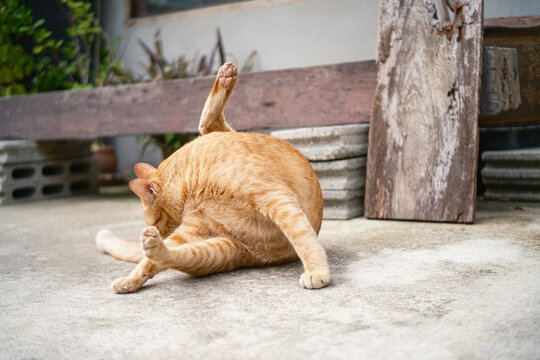 Cute ginger cat sitting on an outdoor concrete ground,  looking at something to the side. Natural light outdoor scene with concrete bricks and wooden background.