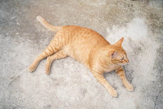 Cute ginger cat sitting on an outdoor concrete ground,  looking at something to the side. Natural light outdoor scene with concrete bricks and wooden background.
