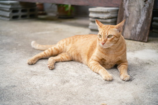 Cute ginger cat sitting on an outdoor concrete ground,  looking at something to the side. Natural light outdoor scene with concrete bricks and wooden background.