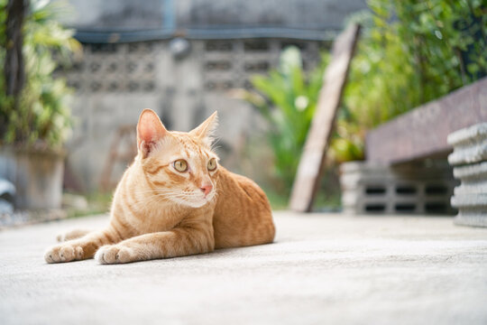 Cute ginger cat sitting on an outdoor concrete ground,  looking at something to the side. Natural light outdoor scene with concrete bricks and wooden background.