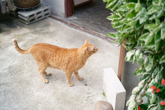 Cute ginger cat sitting on an outdoor concrete ground,  looking at something to the side. Natural light outdoor scene with concrete bricks and wooden background.