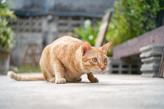 Cute ginger cat sitting on an outdoor concrete ground,  looking at something to the side. Natural light outdoor scene with concrete bricks and wooden background.