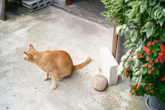 Cute ginger cat sitting on an outdoor concrete ground,  looking at something to the side. Natural light outdoor scene with concrete bricks and wooden background.