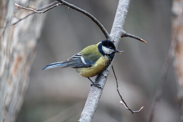 Cute bird Great tit, songbird sitting on a branch without leaves in the autumn or winter. © Dmitrii Potashkin